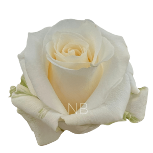 creme de la creme roses