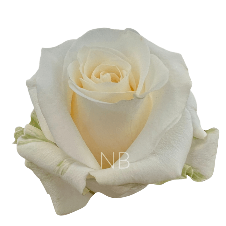 creme de la creme roses