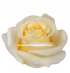 Creme de la Creme Roses