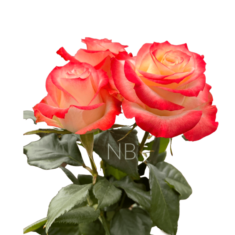 cabaret bicolor roses