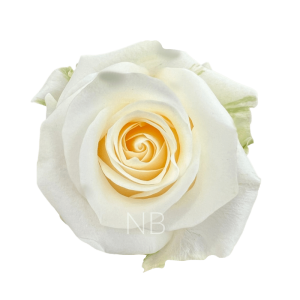 Creme de la Creme Roses