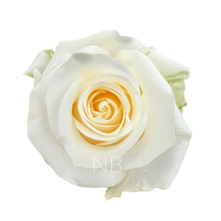 Creme de la Creme Roses