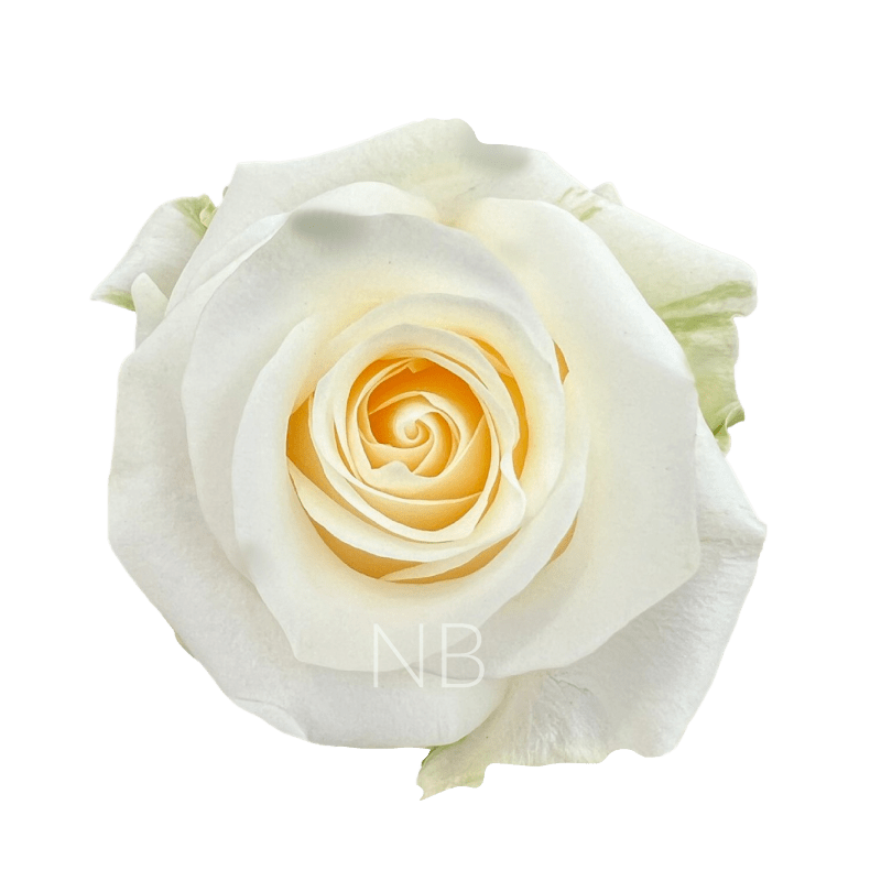 Creme de la Creme Roses