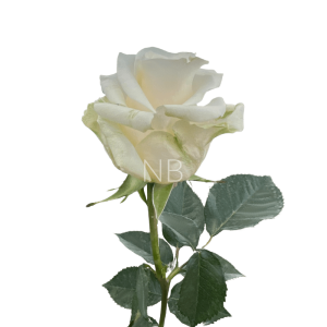 creme de la creme rose