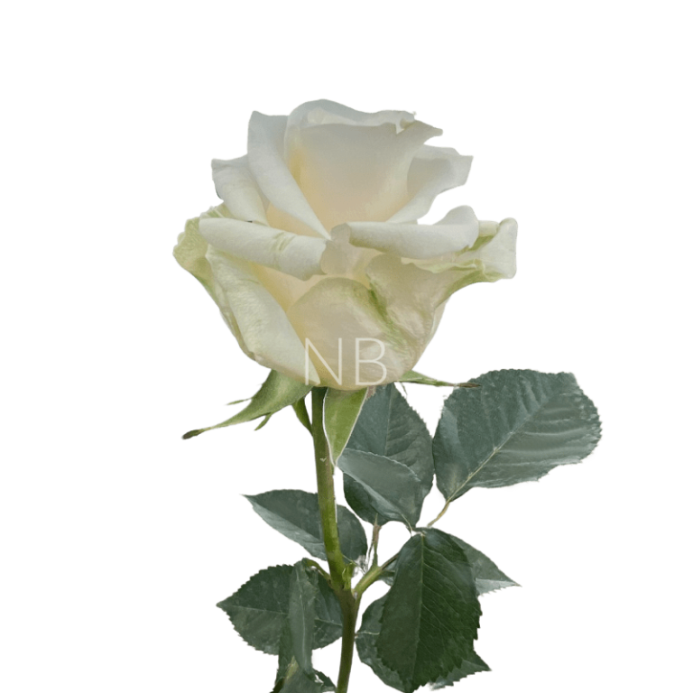 creme de la creme rose