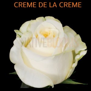 Creme de la Creme Roses