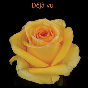 Deja Vu Roses