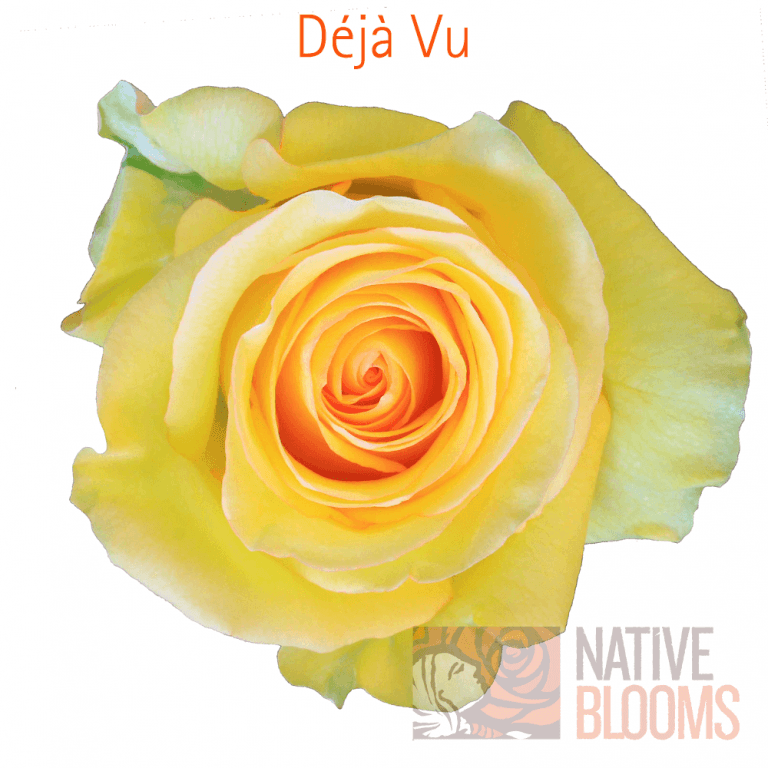 Deja Vu Roses