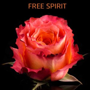 Free Spirit Roses