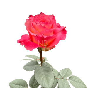 free spirit rose