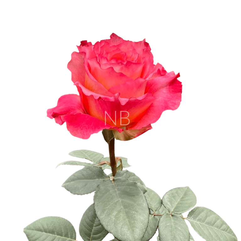 free spirit rose