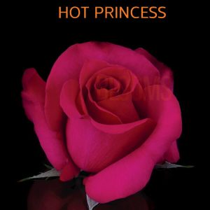 Hot Princess Roses