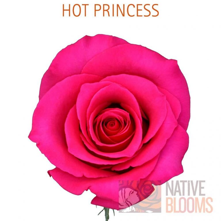 Hot Princess Roses