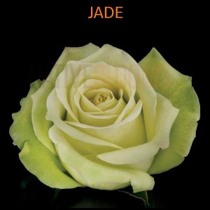 Jade Roses