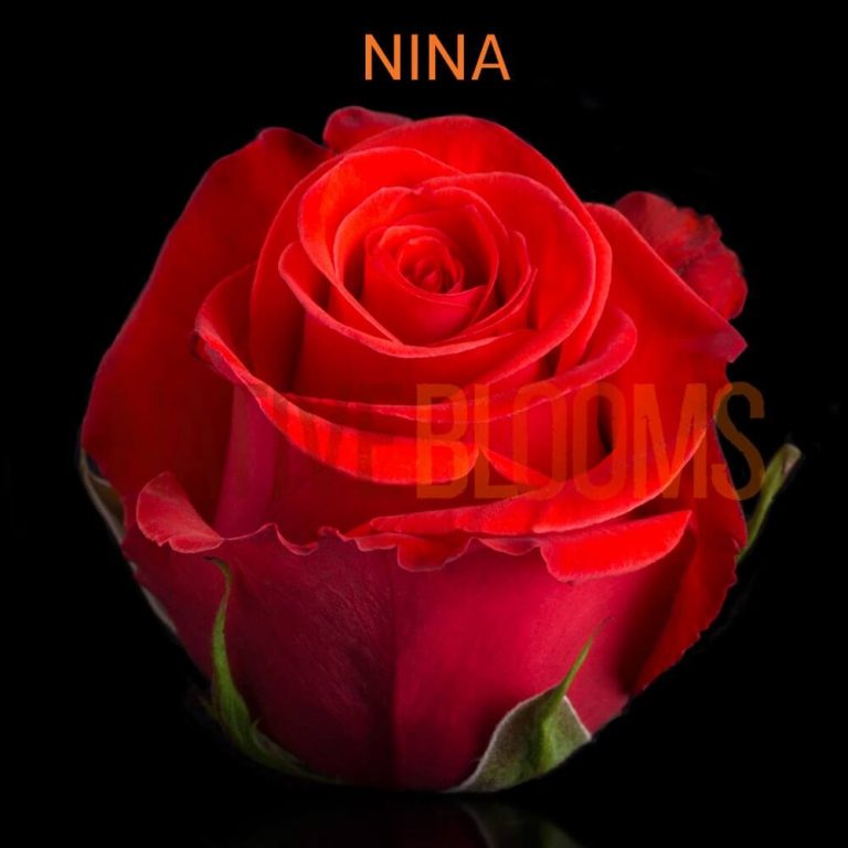 Nina Roses