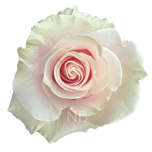 pink mondial roses