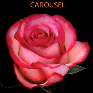 Carousel Roses