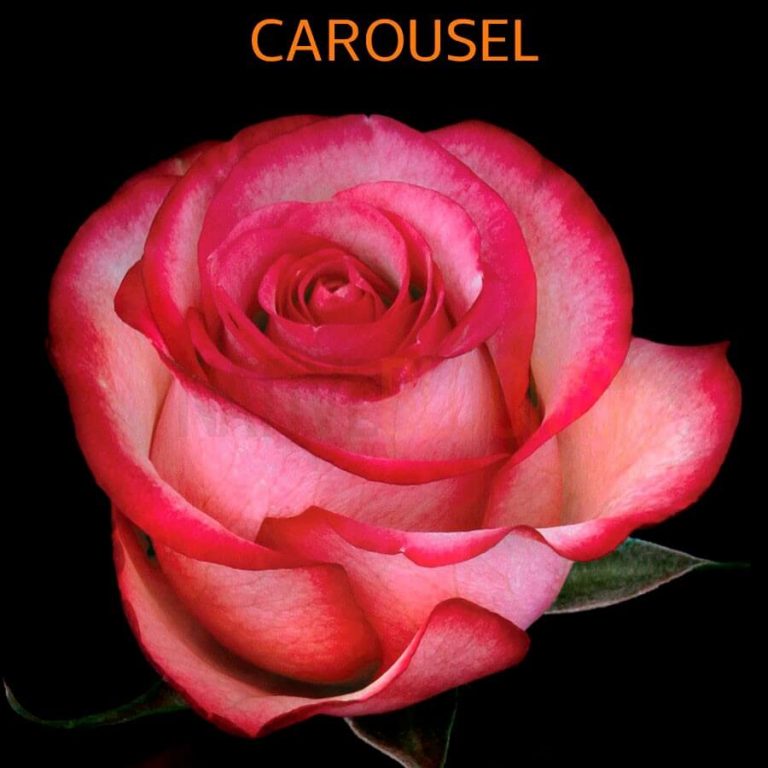 Carousel Roses