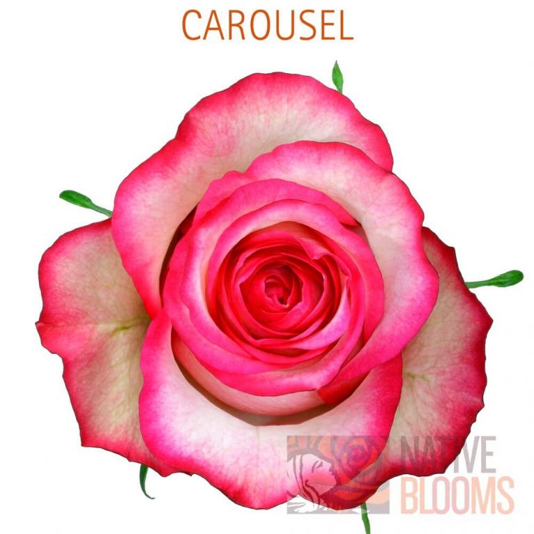 Carousel Roses