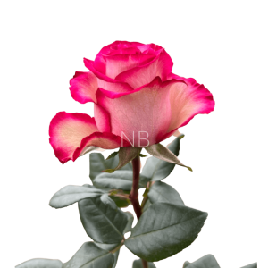 carousel bicolor roses