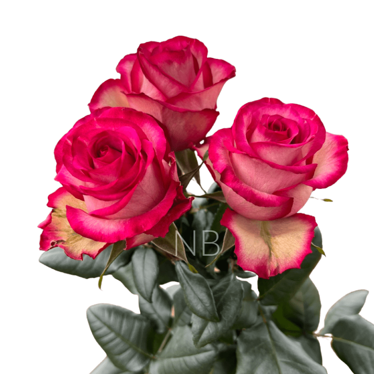 carousel bicolor rose