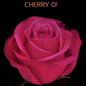 Cherry O Roses