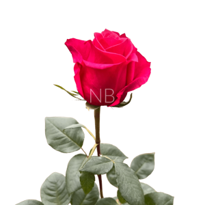 cherry o dark pink roses