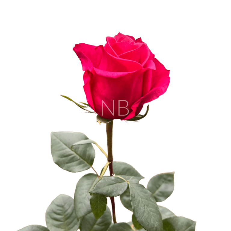 cherry o dark pink roses