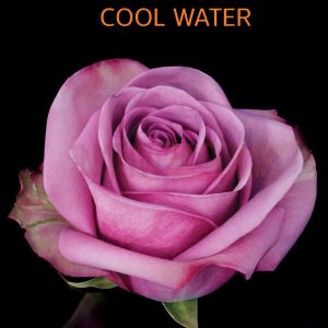 Cool Water Roses