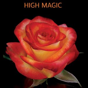 High & Magic Roses