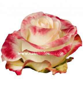 Aubade Roses