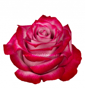 Deep Purple Roses