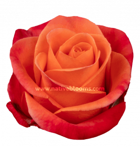 Orange Crush Roses