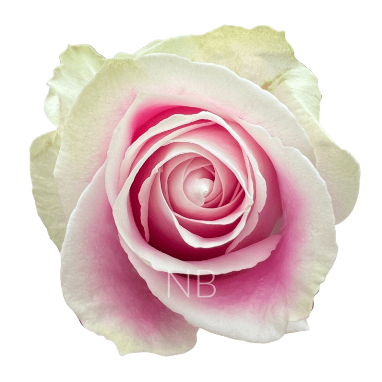 Rosita Vendela Roses