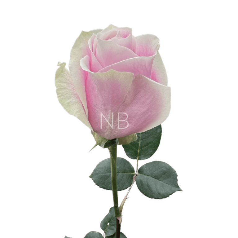 Rosita Vendela Roses | Wholesale Ecuadorian Roses | Native