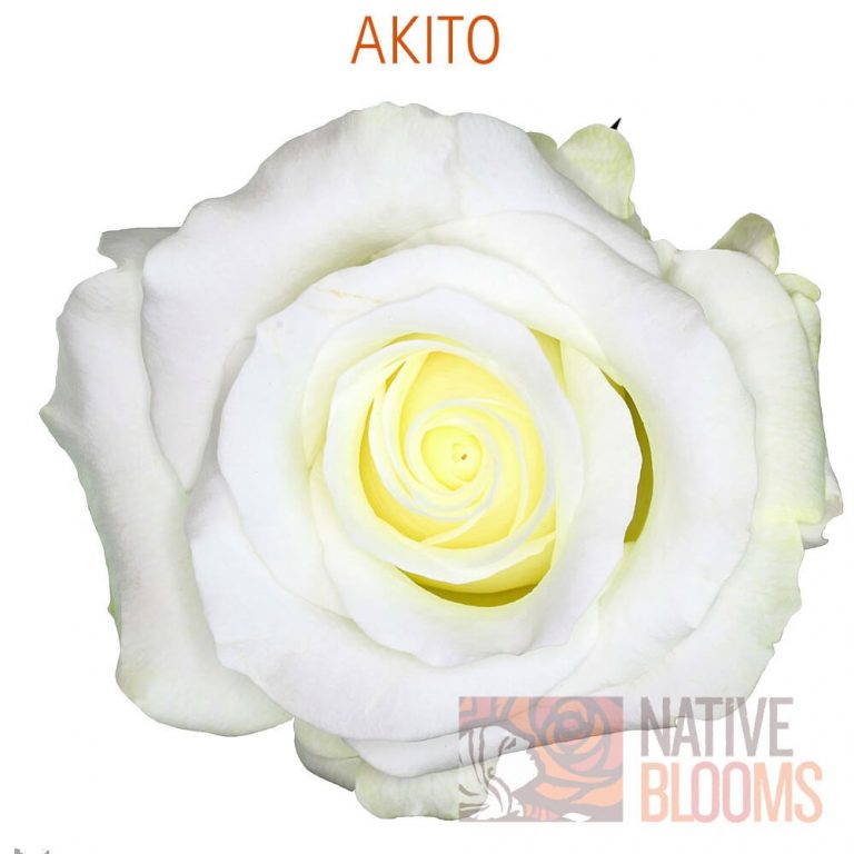 Akito Roses