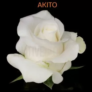 Akito Roses