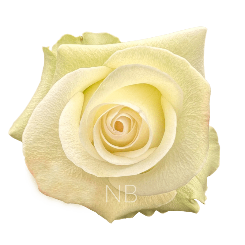 Alba roses
