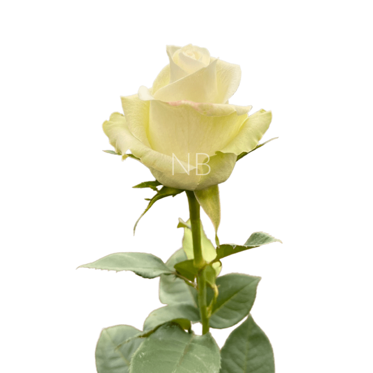 alba roses