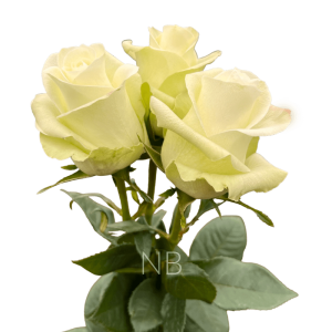 alba white rose