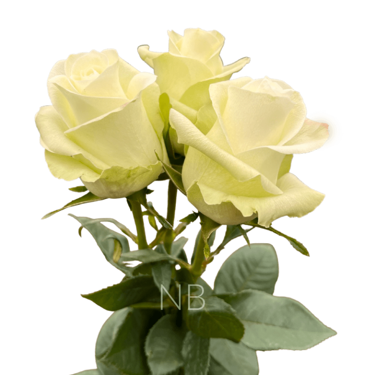 alba white rose