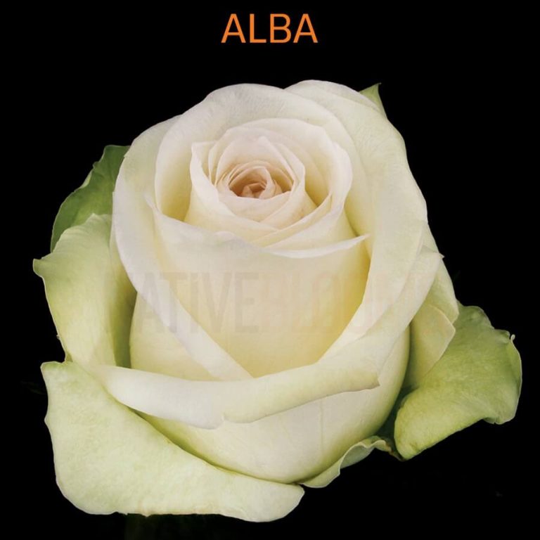 Alba Roses
