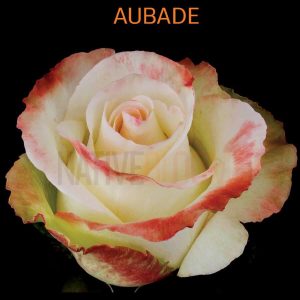 Aubade Roses