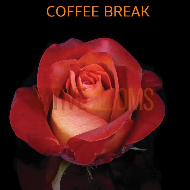 Coffee Break Roses