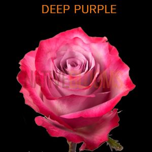 Deep Purple Roses