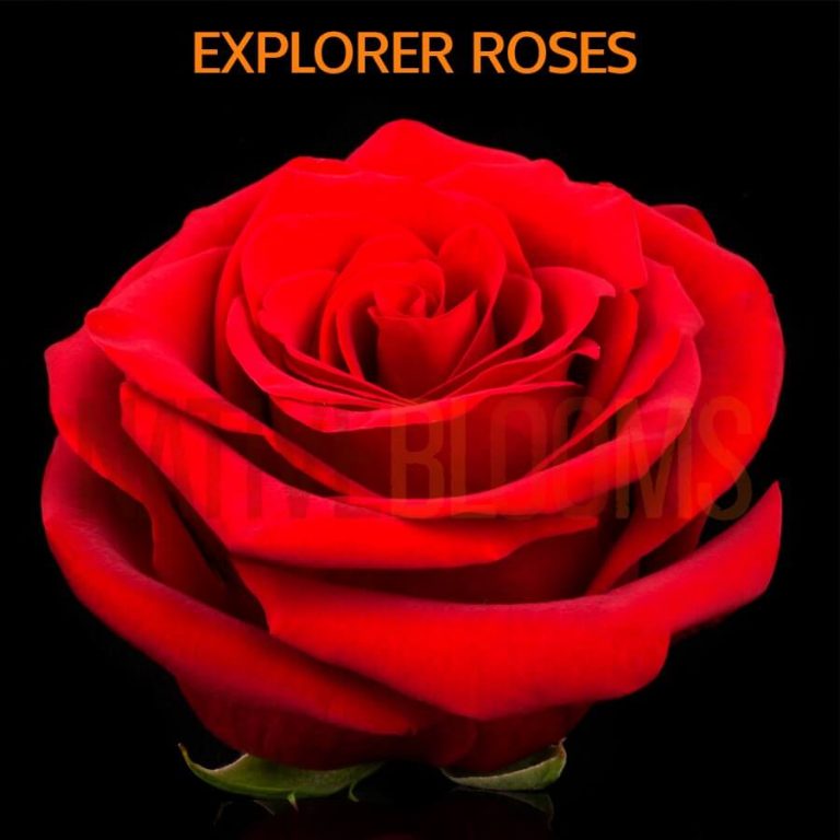 Explorer Roses