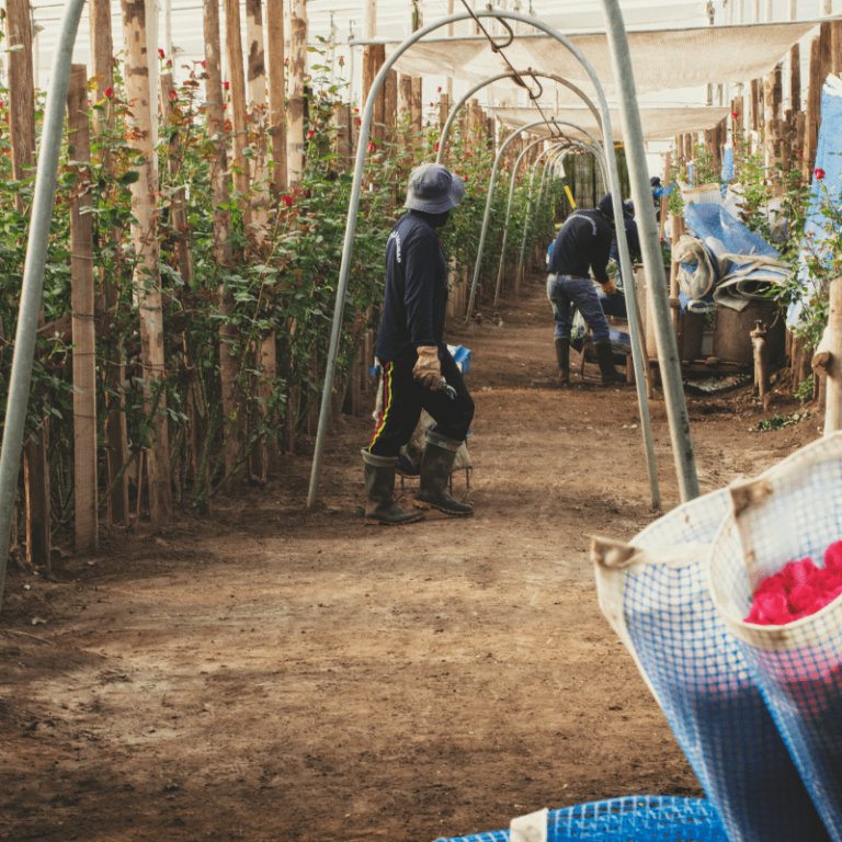 farm stem bunches