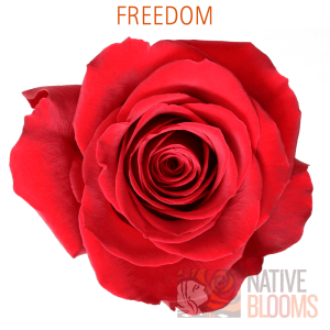 Freedom Roses