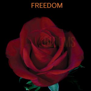 Freedom Roses