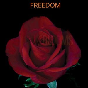 Freedom Roses